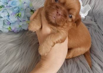 Unikatowy piesek rasy Shih-Tzu
