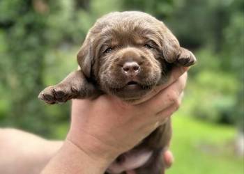 Czekoladowe i Czarne szczenięta Labrador Retriever FCI