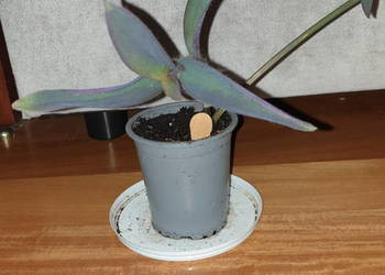 Trzykrotka,setkrezja purpurowa, pięknie się wybarwia w słońcu