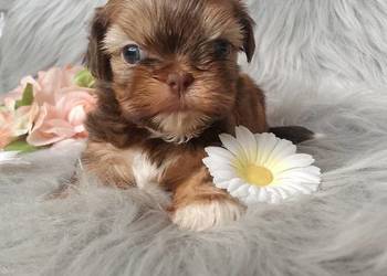 Piękna suczka rasy Shih-Tzu czekoladowa