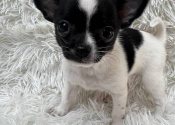 Chihuahua szczeniak xs apple head