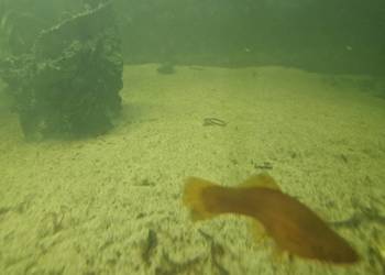 Sprzedam rybki akwariowe