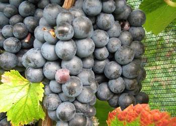 Szczepione winogrono na wino i soki Rondo. Sadzonki winorośli. Szczepione winogrono na wino i soki Rondo. Sadzonki winorośli.