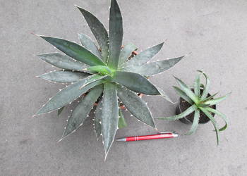 Niewielka agawa - agave horrida ssp. horrida - 3-letnie sadzonki