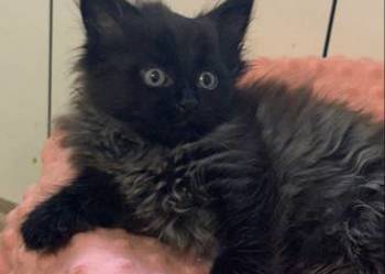 Maine coon czarny dymny