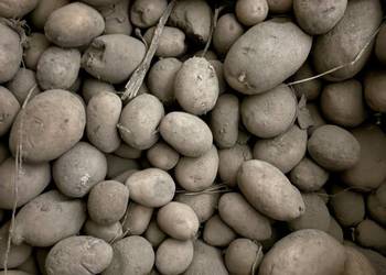 Ziemniaki paszowe odpad