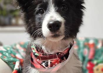 Border Collie Suczka 5 miesięcy. Wyjątkowa socjalizacja. Dogoterapia