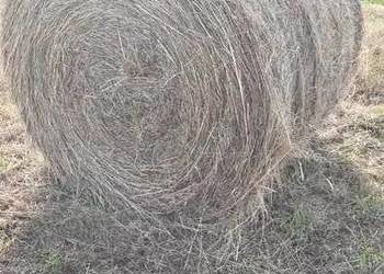 Siano Słoma Zamian na cielęta klacz Zboże Jare Ozime Widoczne Aktualne