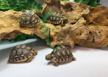 Żółw lamparci Żółwie lamparcie Toruń