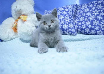 Kociaki brytyjskie na Gwiazdkę