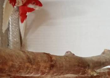 Ptaki samce i samice