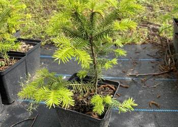 Jodła Frasera 3 letnia (Abies Fraseri) 15-30 cm DONICZKA