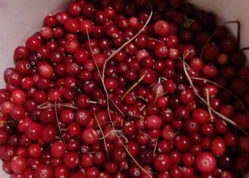 Żurawina z bagna 45 zł kg