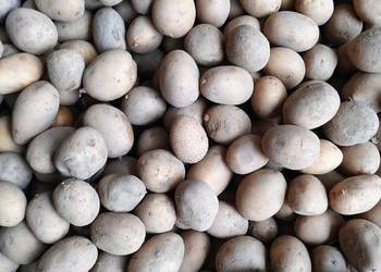 Catania wielkość sadzeniak