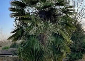 SZORSTKOWIEC FORTUNEGO Trachycarpus fortunei - NASIONA 400 sztuk - 100g.