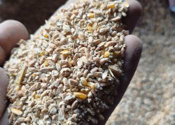 Sprzedam pszenicę z kukurydzą mieloną, idealna pasza dla drobiu