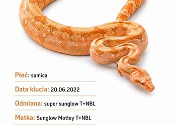 Boa imperator