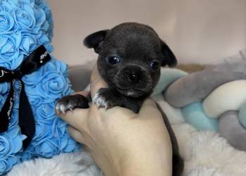 Chihuahua piesek krótkowłosy niebieski Blue badania DNA