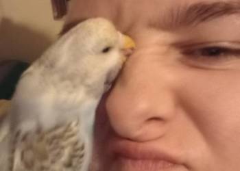 Oddam dwie faliste z klatka