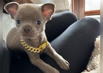 Zarezerwowany Chihuahua krótkowłosy piesek liliowy badania DNA