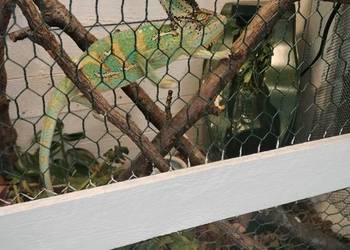 Sprzedam dwa kameleony jemeńskie