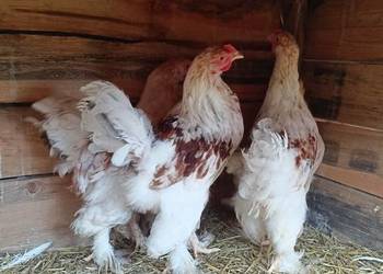 Brahma olbrzymia koguty Brahma olbrzymia koguty