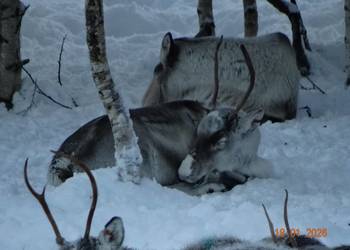 Sprzedam  renifera Skandynawia Reindeer