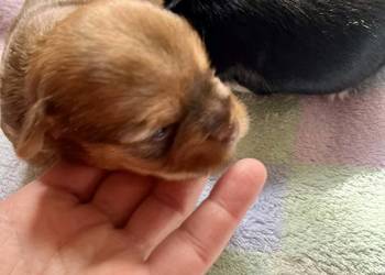 yorkshire terrier - DO REZERWACJI