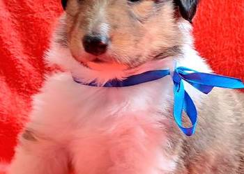 Owczarek szkocki Collie - szczeniaczki tricolor