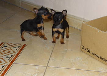 Ratlerek miniaturka piesek 8 tygodni