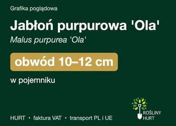 Jabłoń purpurowa 'Ola' obwód 10-12 cm, w pojemniku – HURT