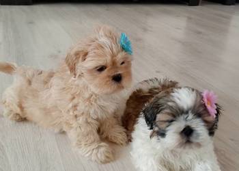 DO ODBIORU suczka Shih-Tzu tricolor