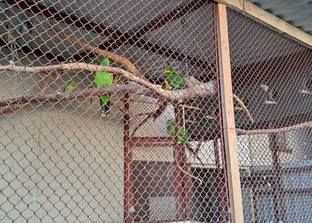 Sprzedam papugi barabandy, aleksandrety, zeberki, faliste i inne