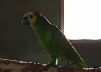 Sprzedam Amazonki Niebieskoczelne