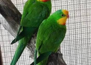 Samce samice 24 oraz 25