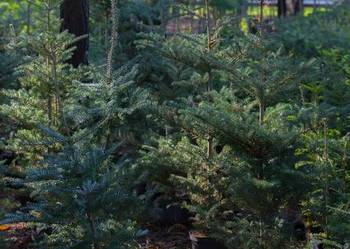 Jodła koreańska (Abies koreana) 150-200 cm, z gruntu – HURT