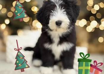 Bearded Collie FCI - szczenięta