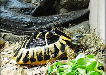 Żółw Grecki Samica ok. 30cm / 10 lat