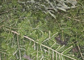 stroisz , gałęzie jodłowe