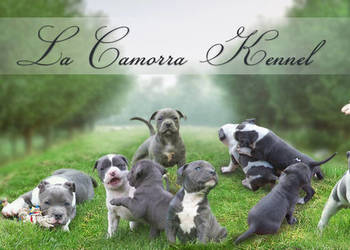 American Staffordshire Terrier Blue Amstaff Szczeniak Suczka