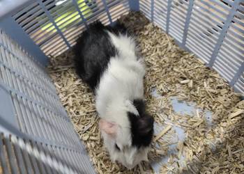 Świnka morska samica