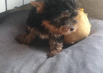 York Yorkshire terrier -suczka-mini