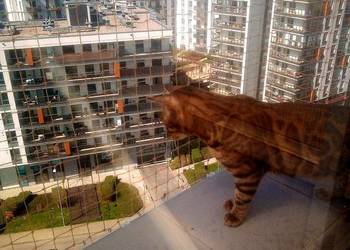 MONTAŻ SIATKI OCHRONNEJ NA BALKON Dla Kota Warszawa Siatki Ochronne MONTAŻ SIATKI OCHRONNEJ NA BALKON Dla Kota Warszawa Siatki Ochronne