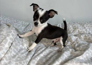 Maleńki chłopiec xxxs 800 gram- Chihuahua krótkowłosy chłopiec