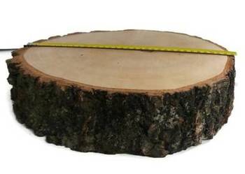 Duży Plastry drewna brzoza 33 cm gr.8cm na stolik