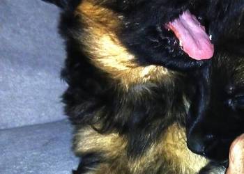 Sprzedam szczeniaki rasy owczarek niemiecki Pińczów,Busko-Zdrój