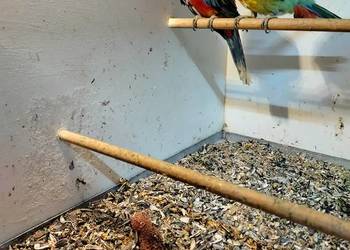 Rozelle białolice para 2025