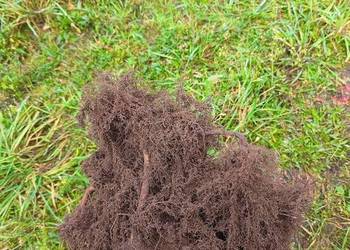 Sadzonki Graba 180 cm 220 cm. Szkółkowane