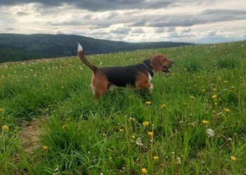 Dorosły piesek rasy beagle