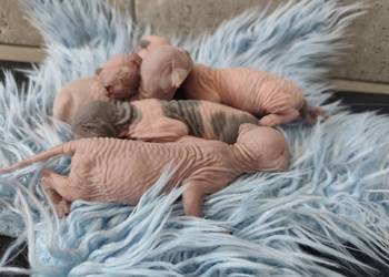 !! Sfinks kanadyjski !!